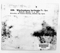 Thelephora caryophyllea image